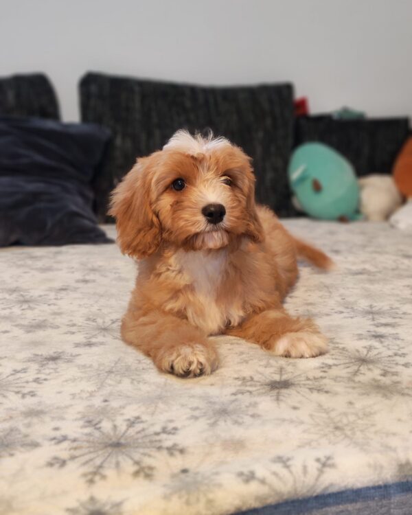 Rumi Cavapoo Rumi Cavapoo