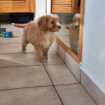 rumi cavapoo puppy for sale (6)