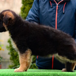 Acura German Shepherd