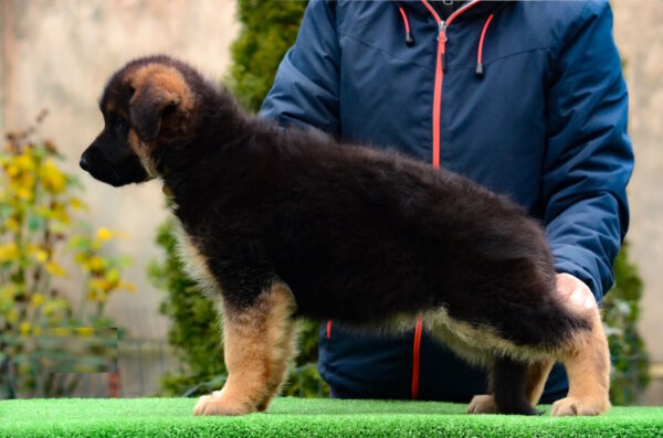 Acura German Shepherd