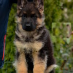 Acura-female-German-shepherd-puppy-for-sale-1 (2)