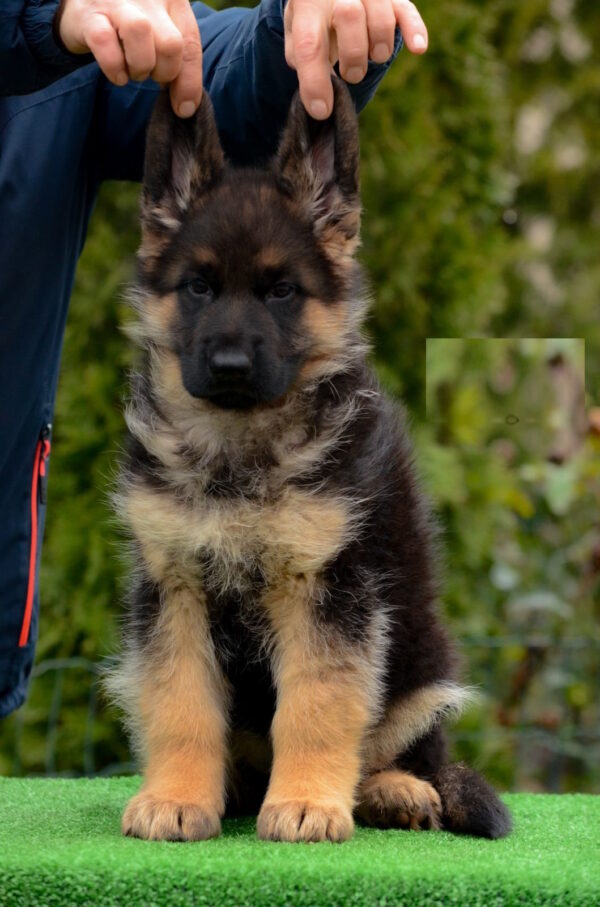 Acura German Shepherd