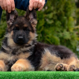 Acura German Shepherd