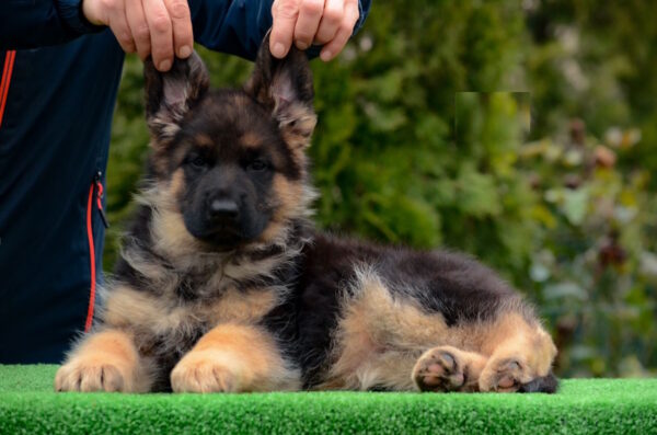 Acura German Shepherd