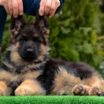 Acura-female-German-shepherd-puppy-for-sale-1 (4)