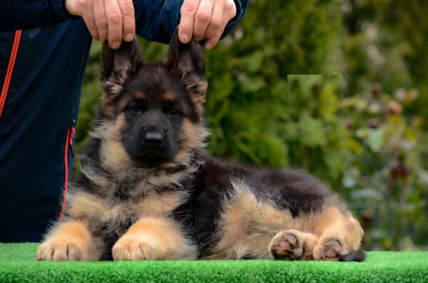 Acura German Shepherd