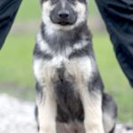 Adora-female-East-European-Shepherd-puppy-for-sale-1