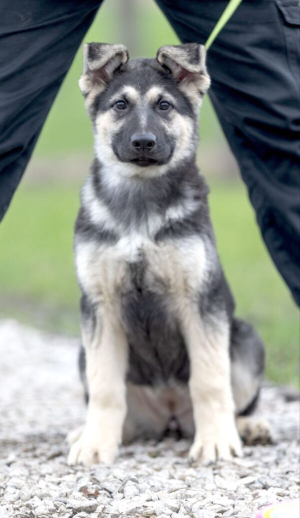 Adora East-European Shepherd Adora East-European Shepherd