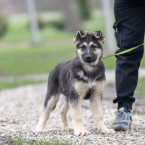 Adora East-European Shepherd