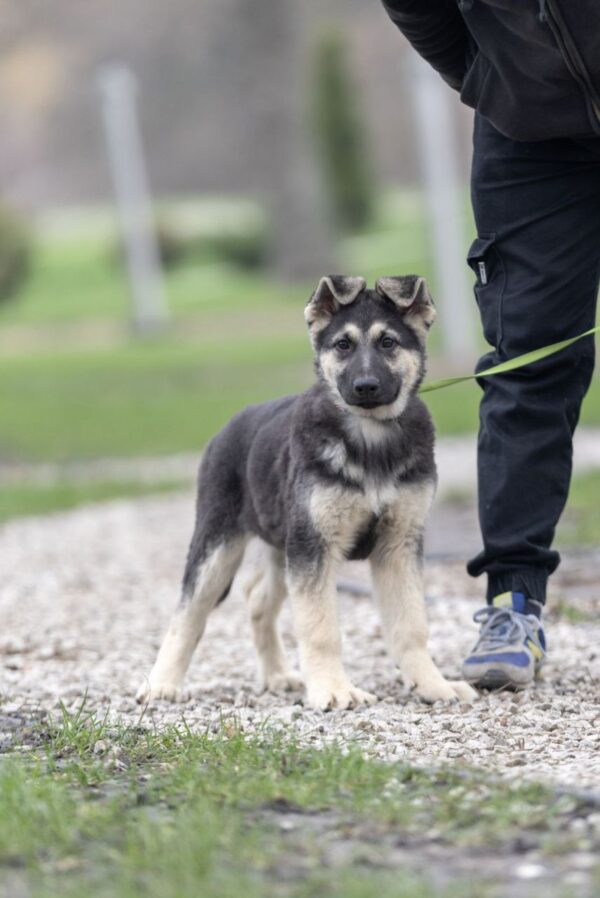 Adora East-European Shepherd Adora East-European Shepherd
