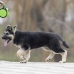 Adora-female-East-European-Shepherd-puppy-for-sale-3