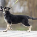 Adora-female-East-European-Shepherd-puppy-for-sale-4