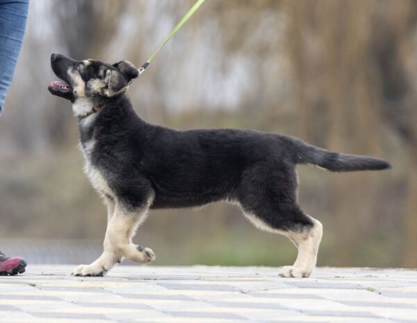 Adora East-European Shepherd Adora East-European Shepherd