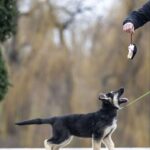 Adora-female-East-European-Shepherd-puppy-for-sale-5