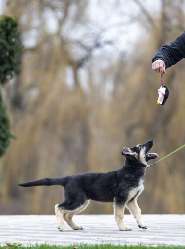 Adora East-European Shepherd Adora East-European Shepherd