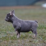 Afina-female-french-bulldog-puppy-for-sale-1 (1)