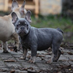 Afina French Bulldog Afina French Bulldog