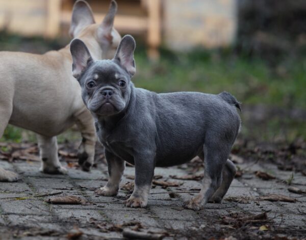 Afina French Bulldog Afina French Bulldog
