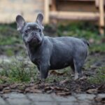 Afina-female-french-bulldog-puppy-for-sale-1 (3)
