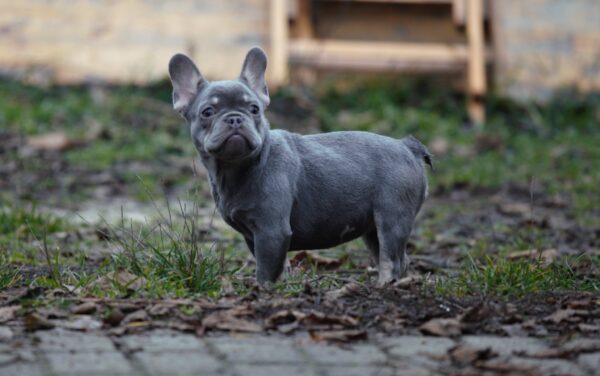 Afina French Bulldog Afina French Bulldog