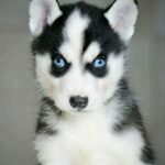 Aislinn-female-Siberian-Husky-puppy-for-sale-1