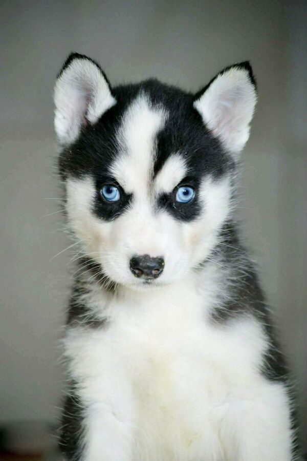 Aislinn Siberian Husky Aislinn Siberian Husky