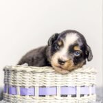 Arno Miniature American Shepherd