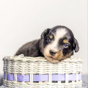 Akir Miniature American Shepherd