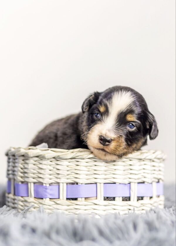 Akir Miniature American Shepherd
