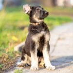 Albus-male-East-European-Shepherd-puppy-for-sale-1