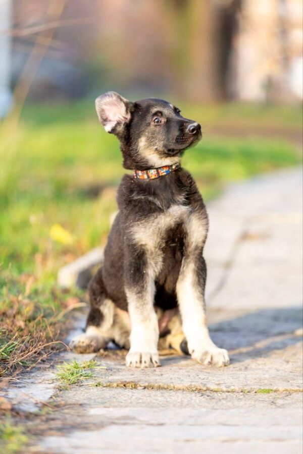 Albus East-European Shepherd
