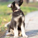 Albus-male-East-European-Shepherd-puppy-for-sale-2