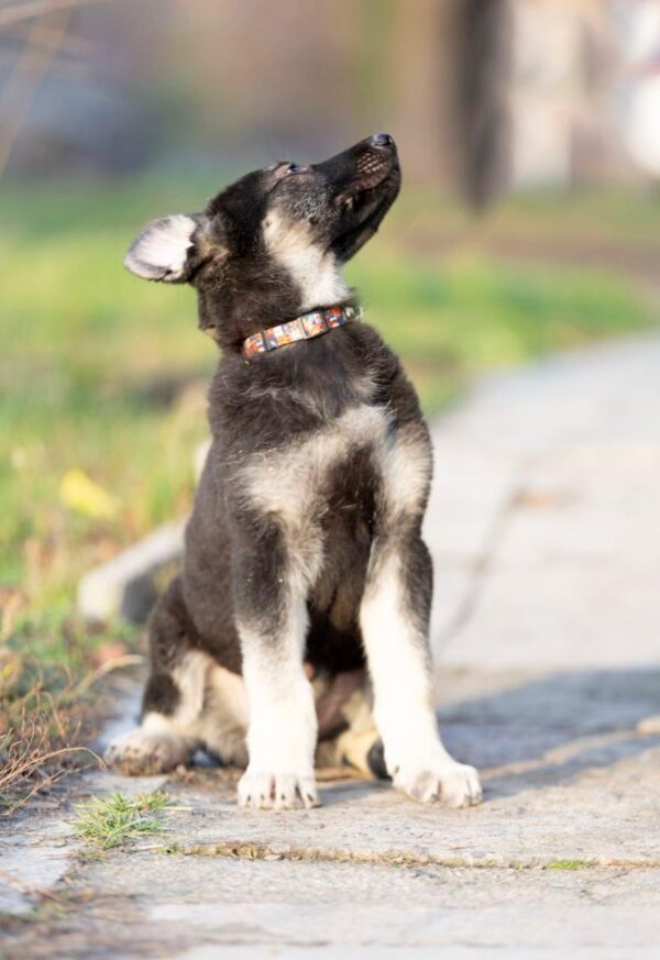 Albus East-European Shepherd