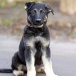 Albus-male-East-European-Shepherd-puppy-for-sale-3