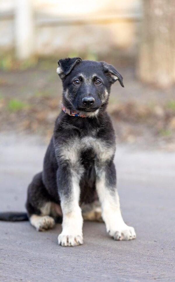 Albus East-European Shepherd