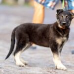 Albus-male-East-European-Shepherd-puppy-for-sale-4