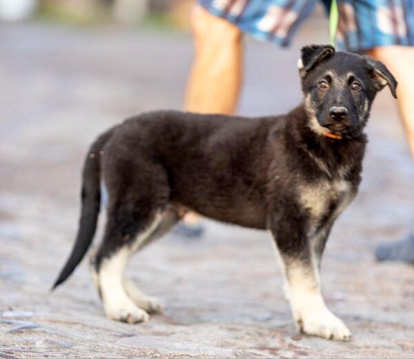 Albus East-European Shepherd