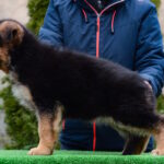 Alys-female-German-shepherd-puppy-for-sale-1 (1)