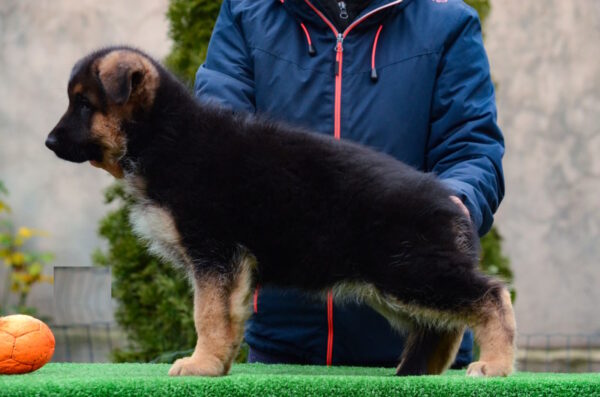 Alys German Shepherd