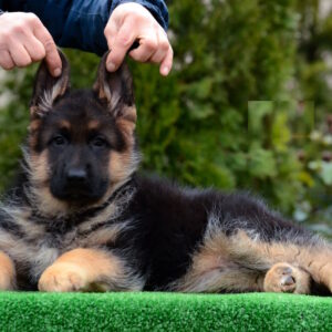 Alys German Shepherd