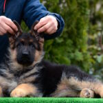 Alys-female-German-shepherd-puppy-for-sale-1 (3)