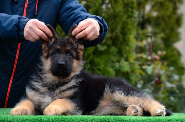 Alys German Shepherd