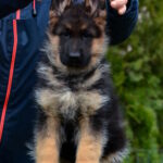 Alys-female-German-shepherd-puppy-for-sale-1 (4)