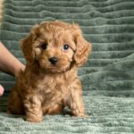Andrew-male-cavapoo-puppy-for-sale- (2)