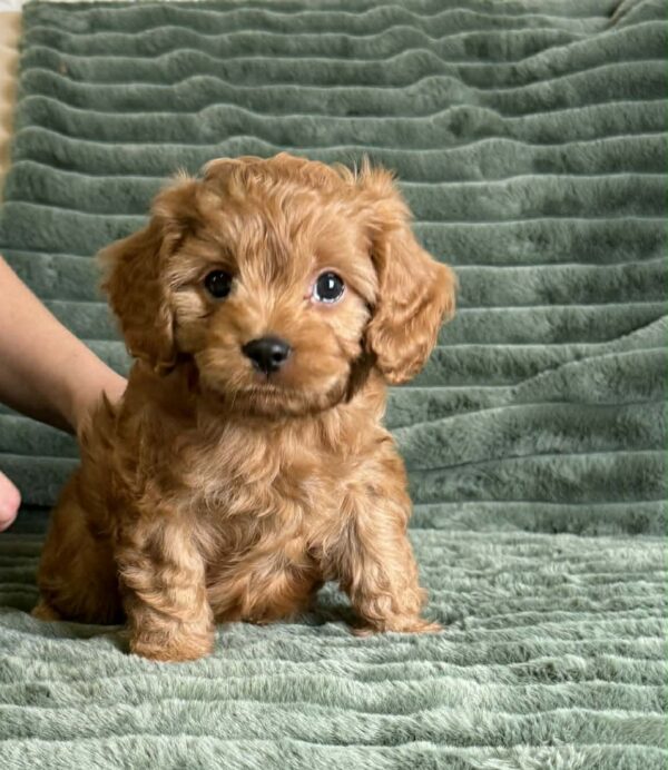 Andrew Cavapoo Andrew Cavapoo