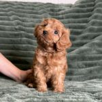 Andrew-male-cavapoo-puppy-for-sale- (3)