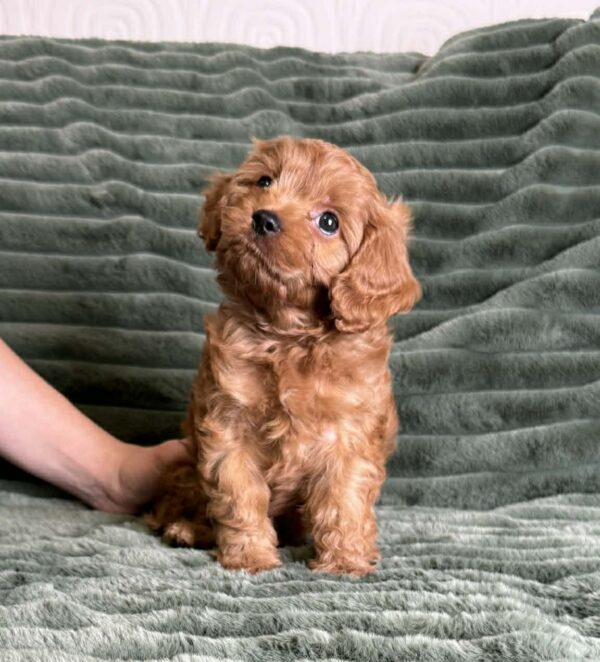 Andrew Cavapoo Andrew Cavapoo