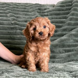 Andrew Cavapoo