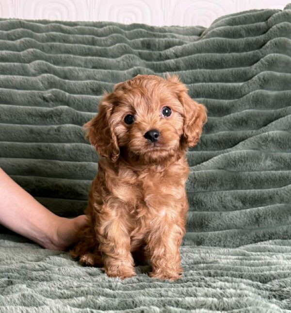 Andrew Cavapoo Andrew Cavapoo
