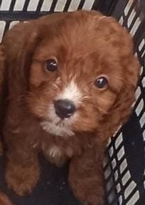 Apollo Cavapoo